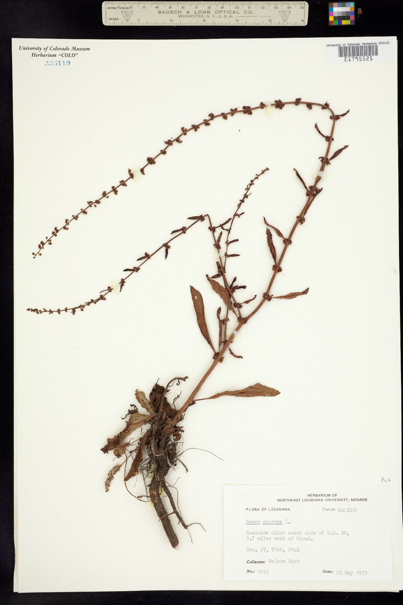 Rumex pulcher image
