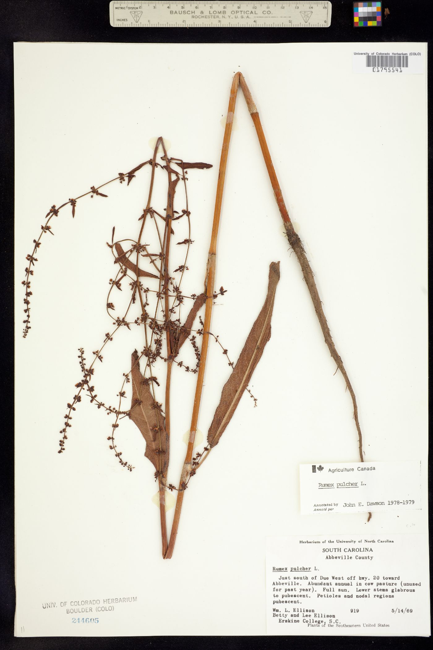 Rumex pulcher image