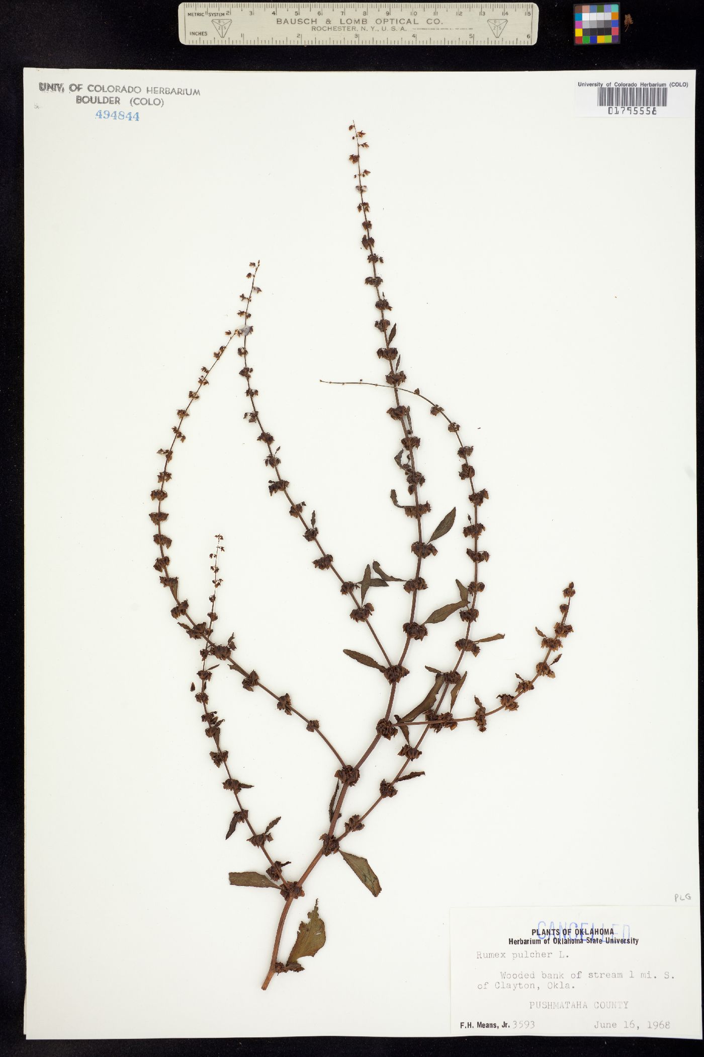 Rumex pulcher image