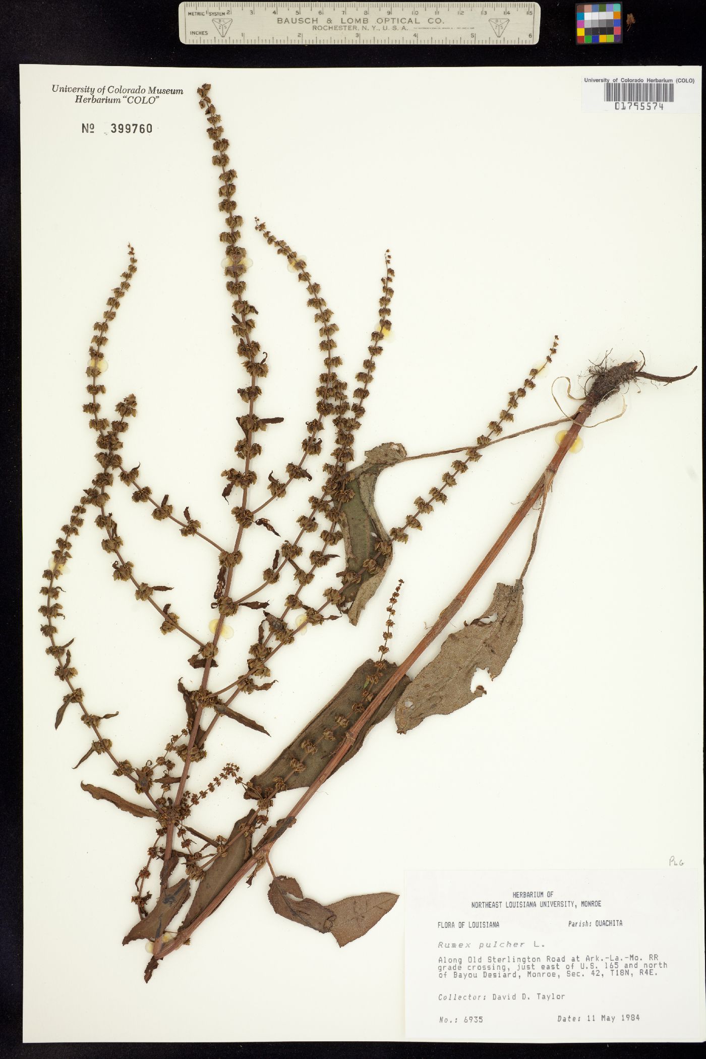 Rumex pulcher image