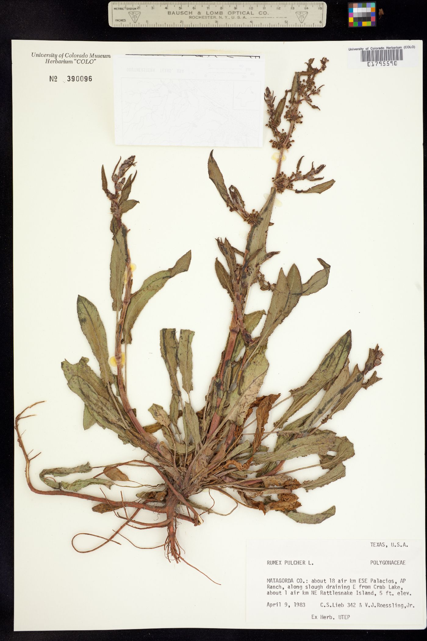 Rumex pulcher image