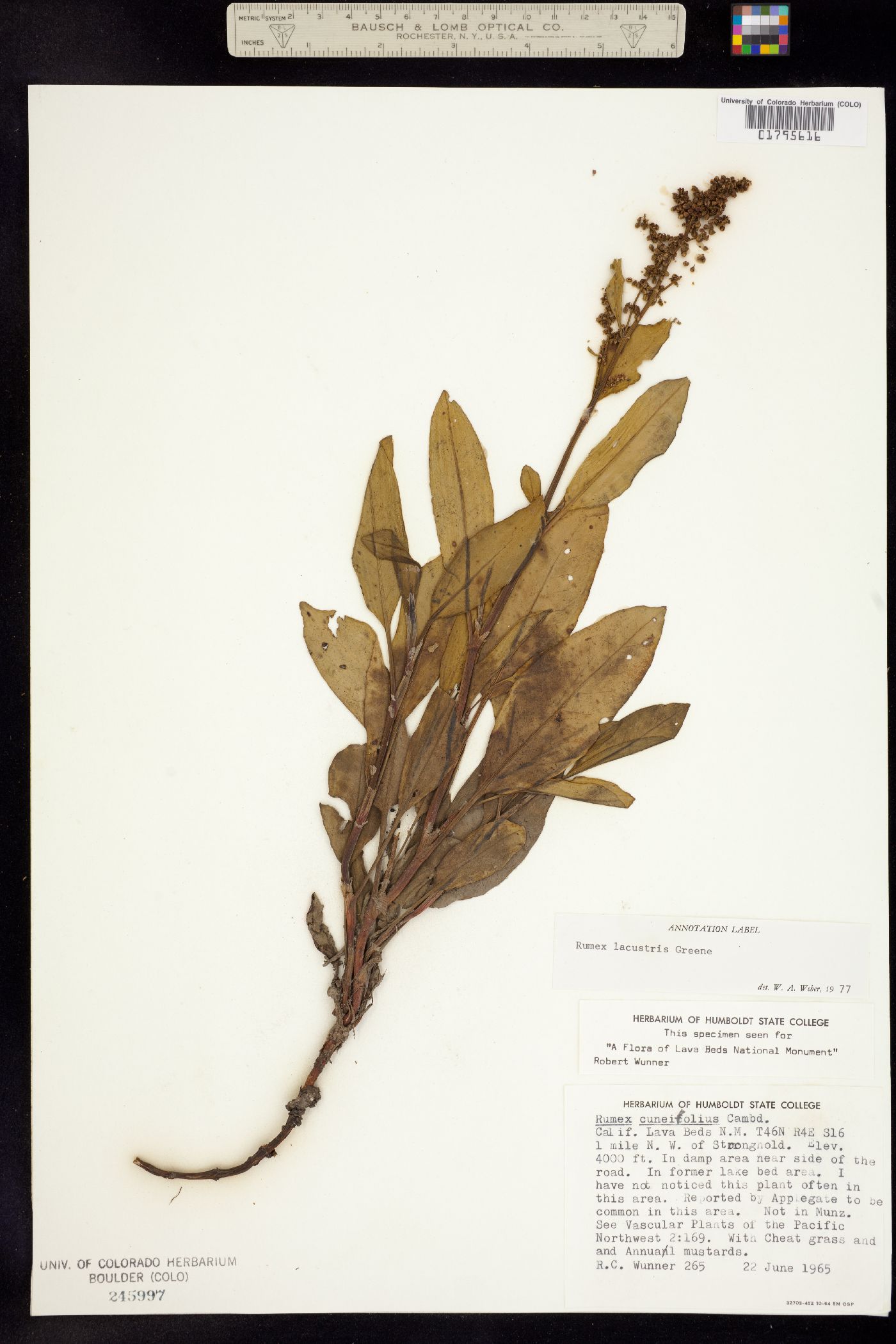 Rumex lacustris image