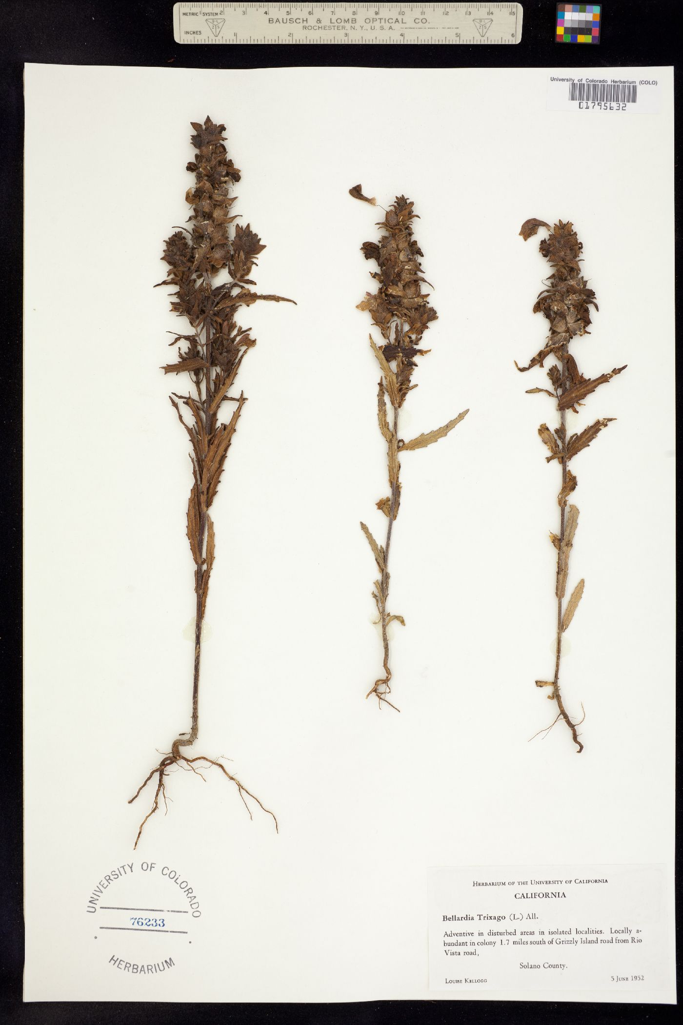 Bellardia image