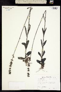 Image of Buchnera floridana