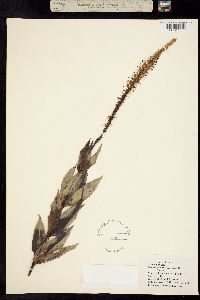 Leptandra virginica image