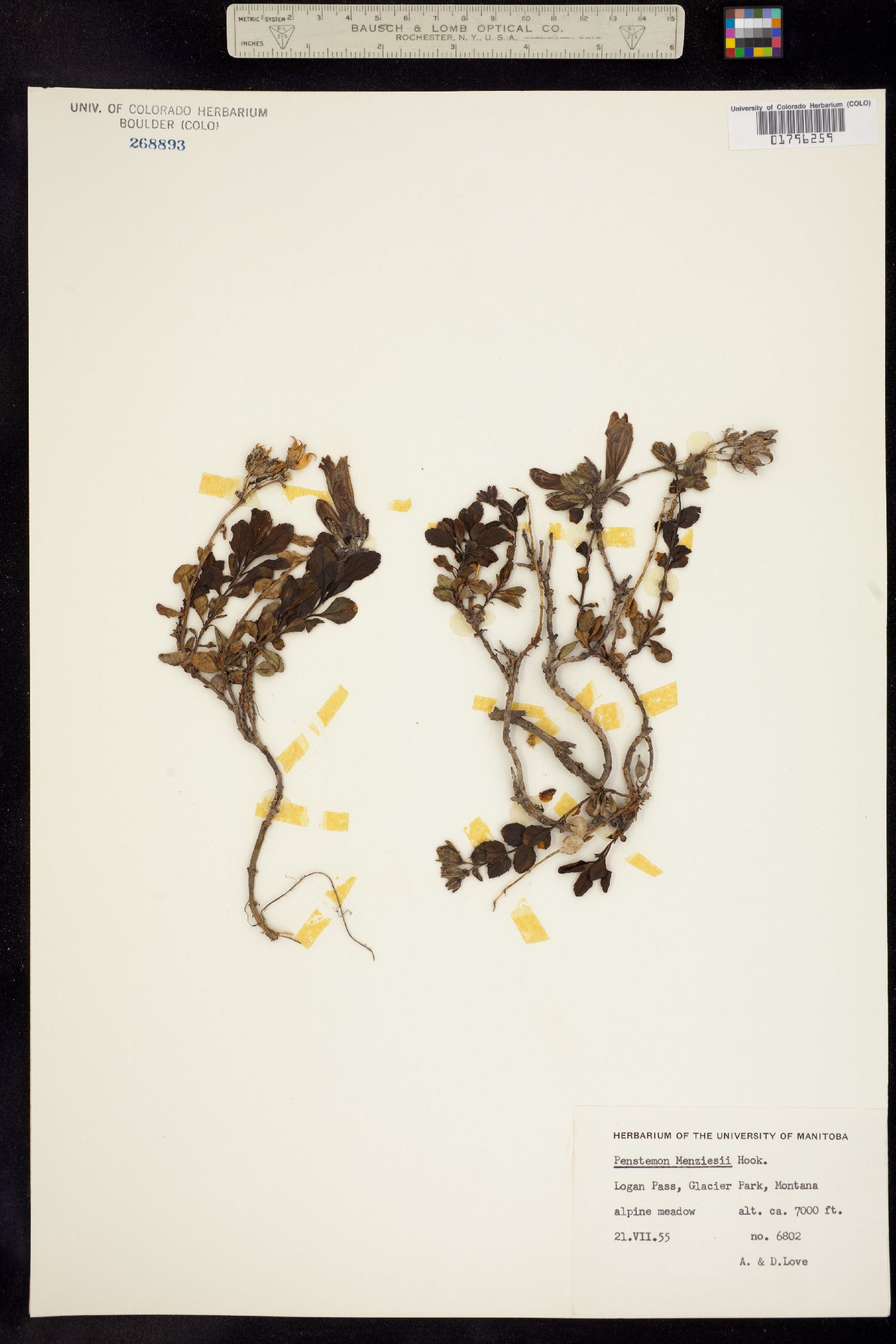 Penstemon davidsonii image