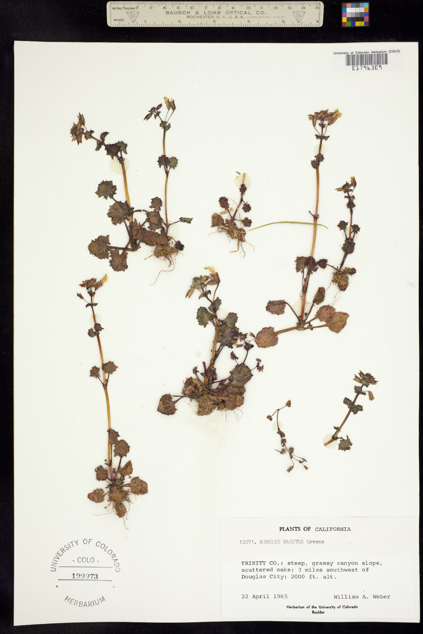 Mimulus guttatus image