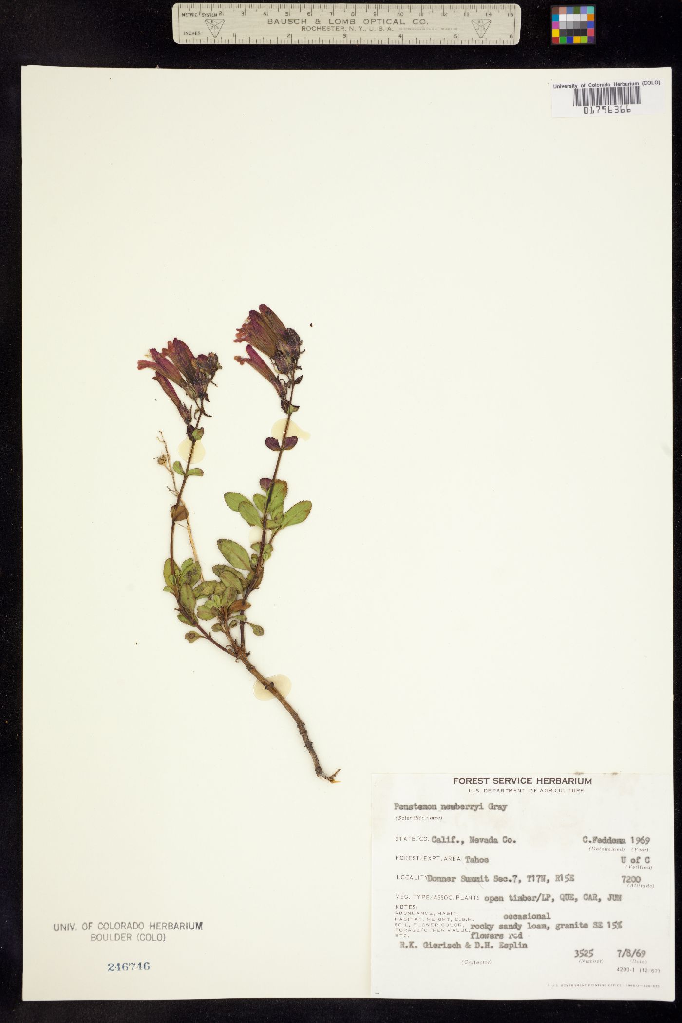 Penstemon newberryi image