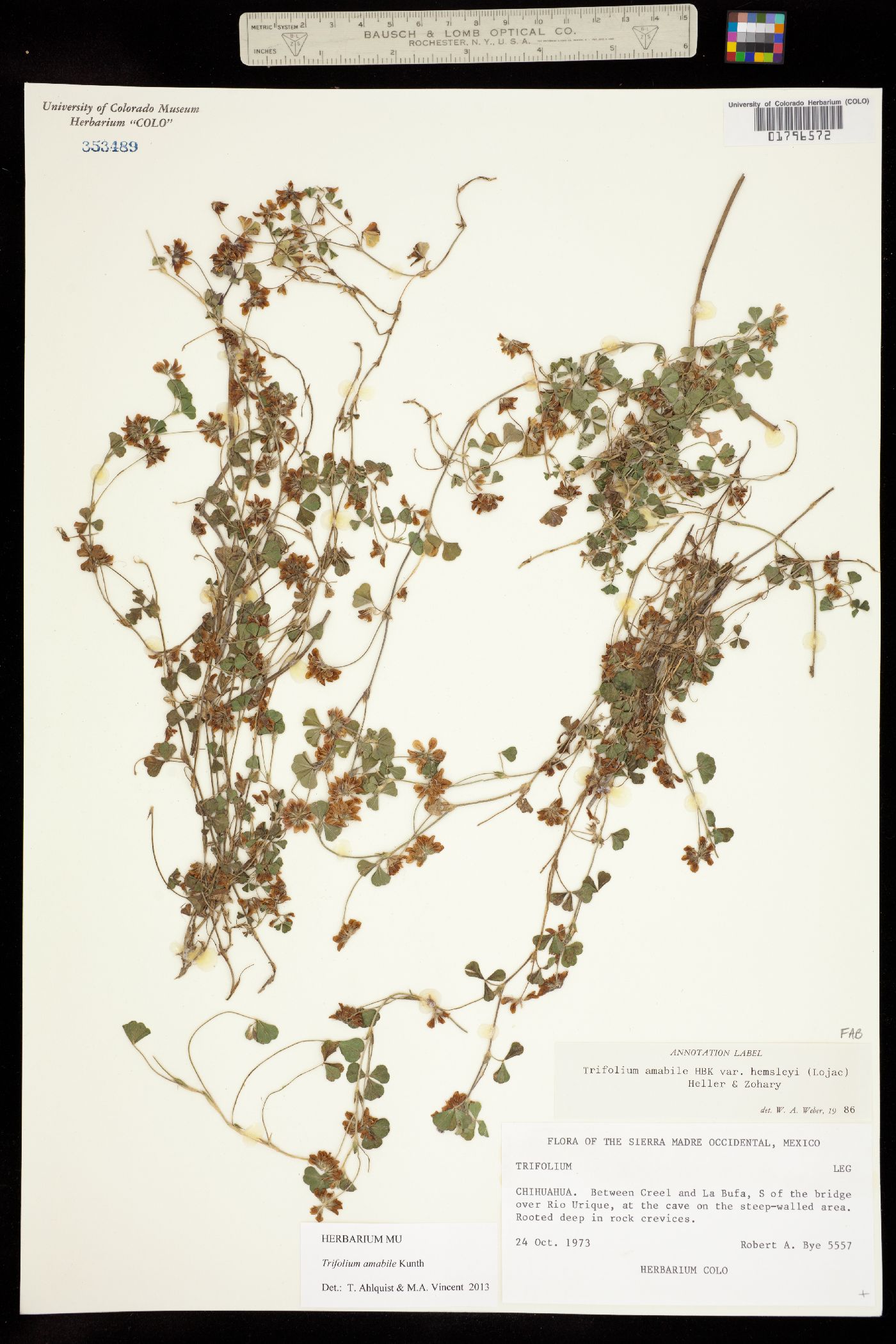 Trifolium amabile image