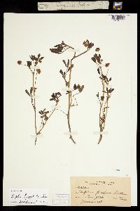 Trifolium hydrophilum image