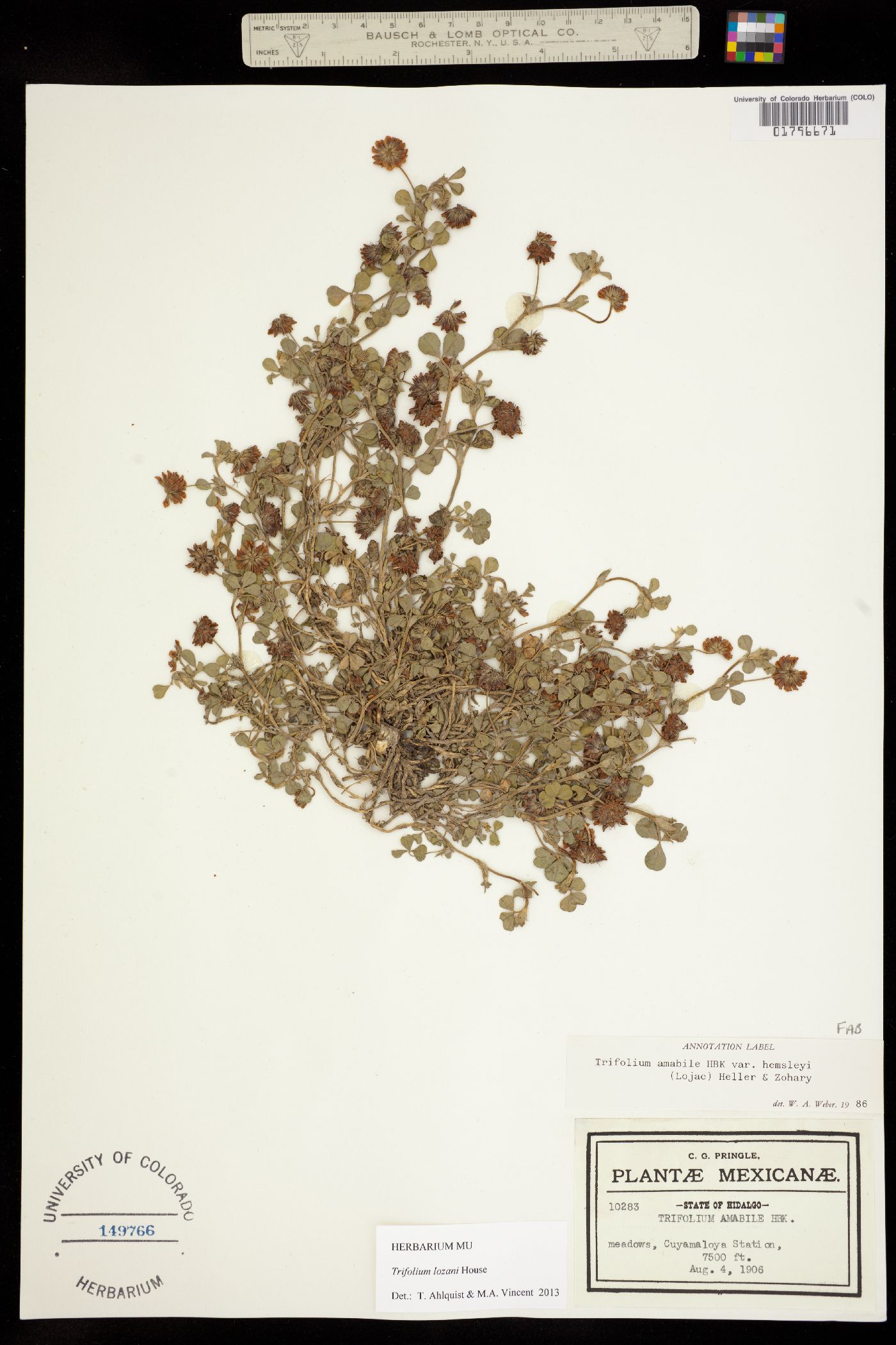 Trifolium lozani image