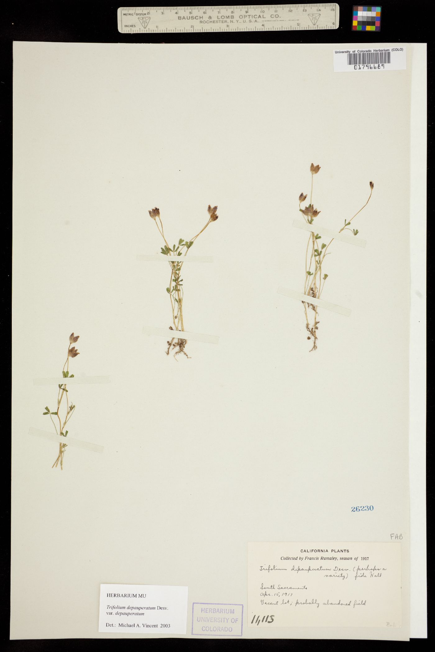 Trifolium depauperatum var. depauperatum image