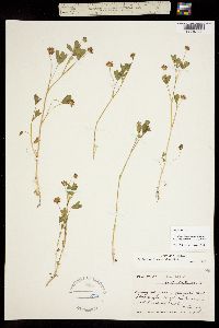 Image of Trifolium amplectens