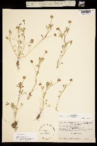 Trifolium depauperatum var. stenophyllum image