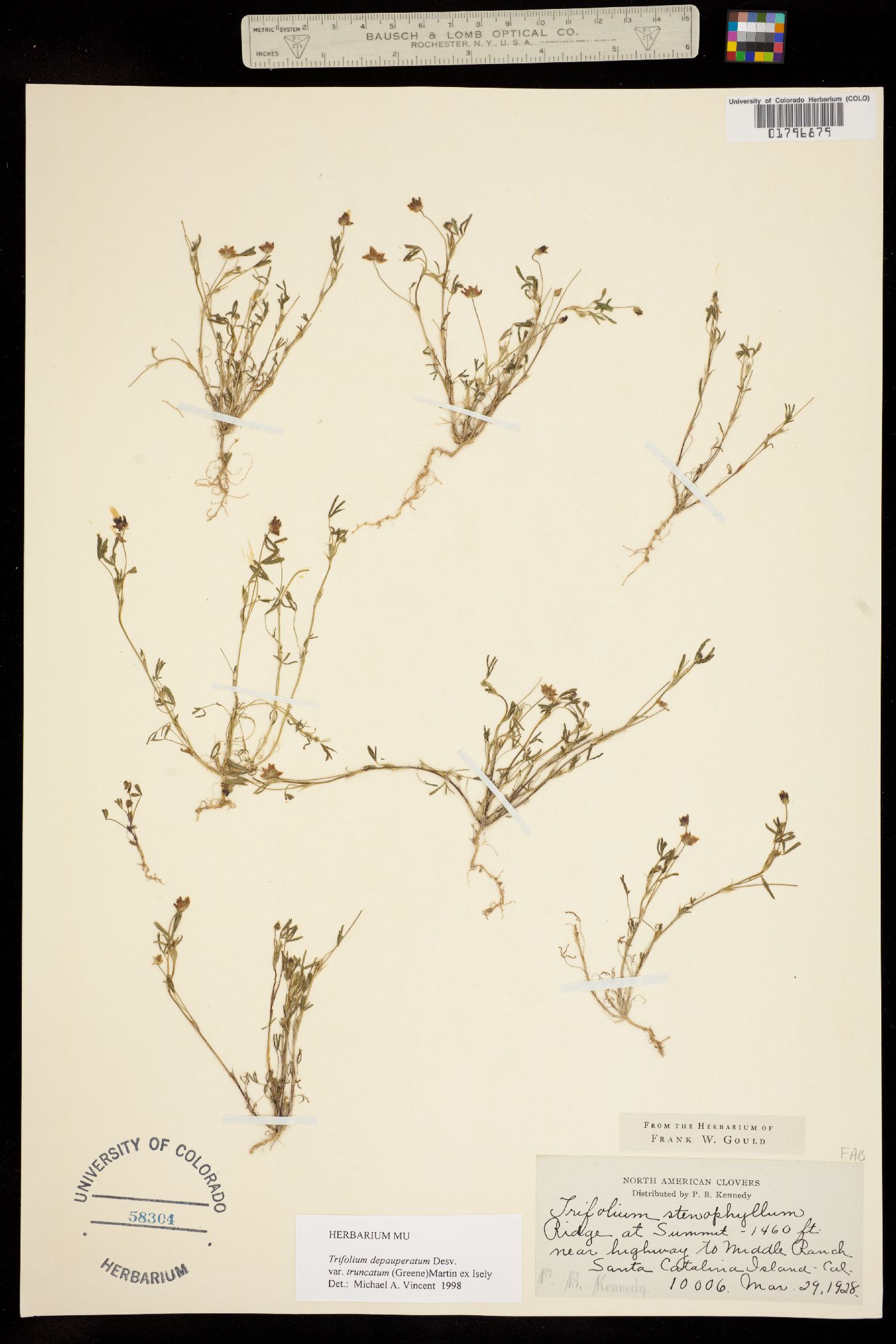 Trifolium depauperatum var. stenophyllum image