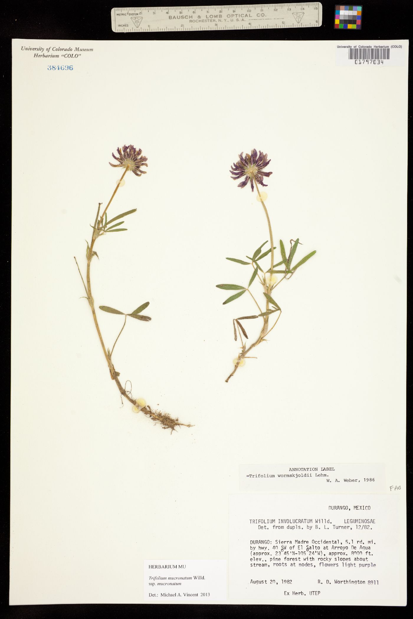 Trifolium mucronatum ssp. mucronatum image