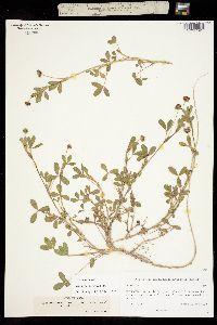 Trifolium goniocarpum image