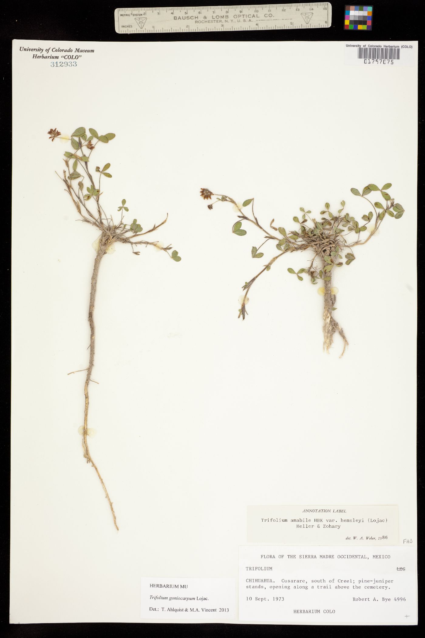 Trifolium goniocarpum image