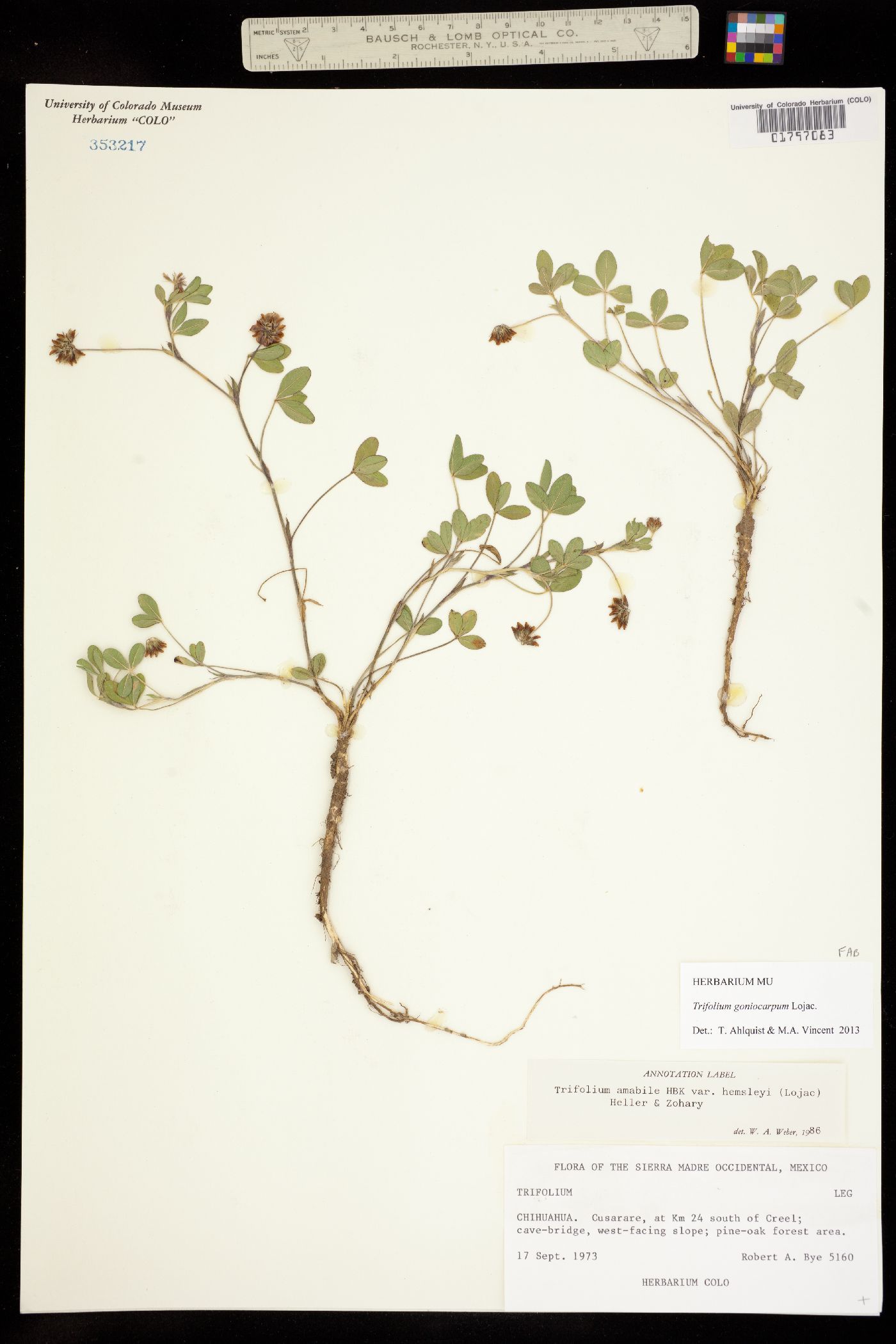 Trifolium goniocarpum image