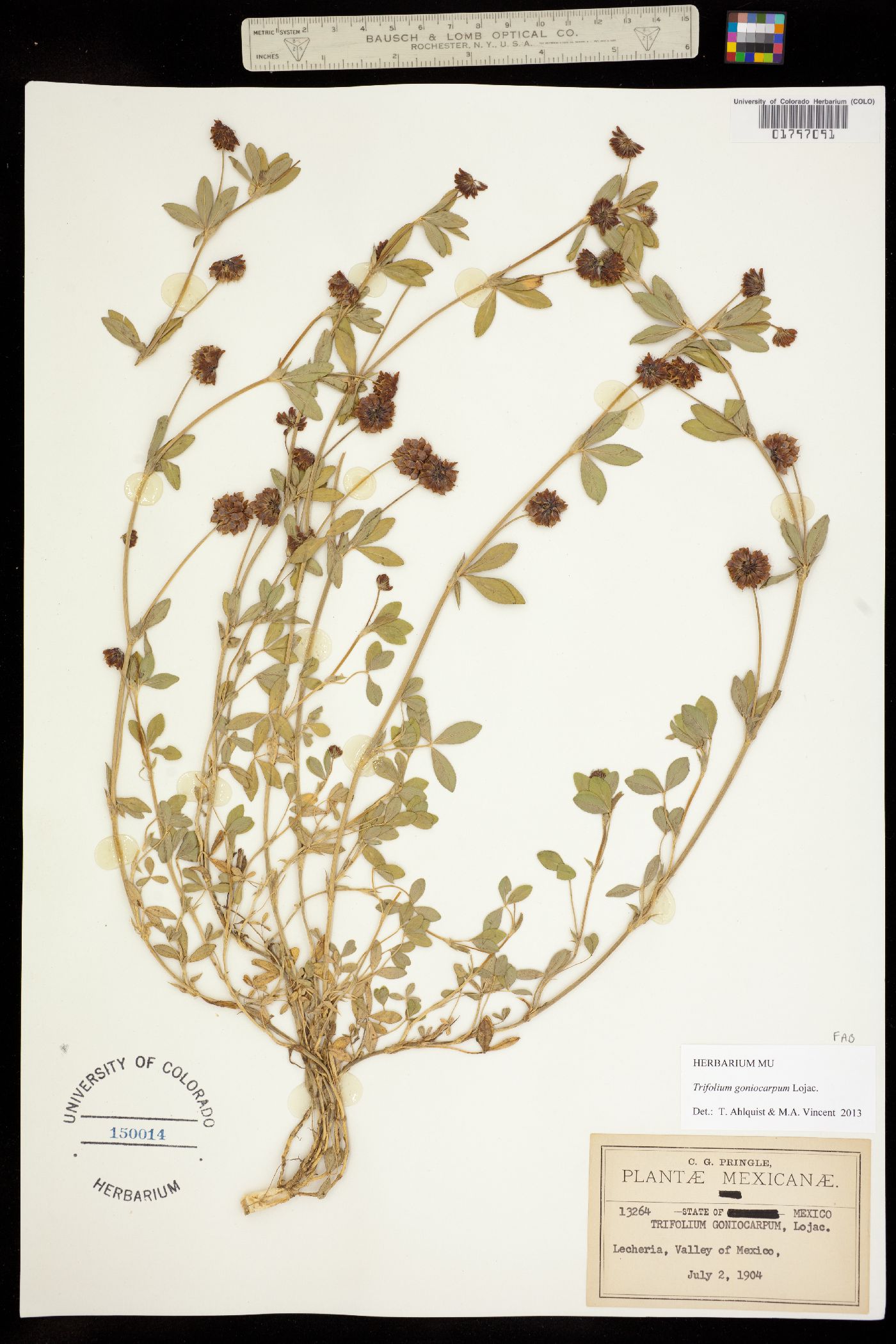 Trifolium goniocarpum image