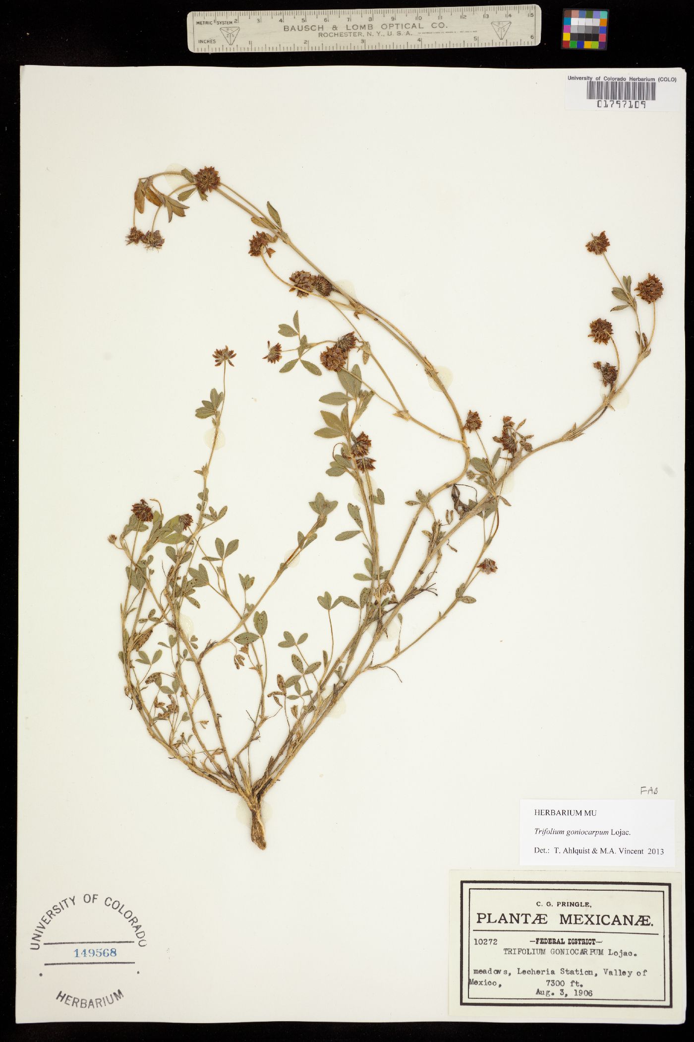 Trifolium goniocarpum image