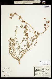 Trifolium goniocarpum image