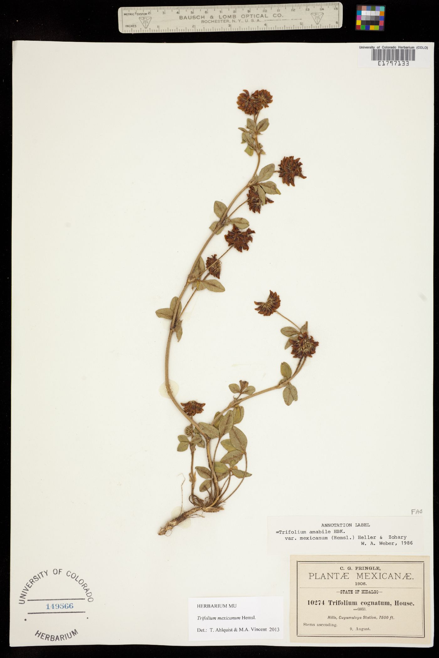 Trifolium amabile var. mexicanum image