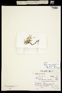 Trifolium monanthum ssp. monanthum image