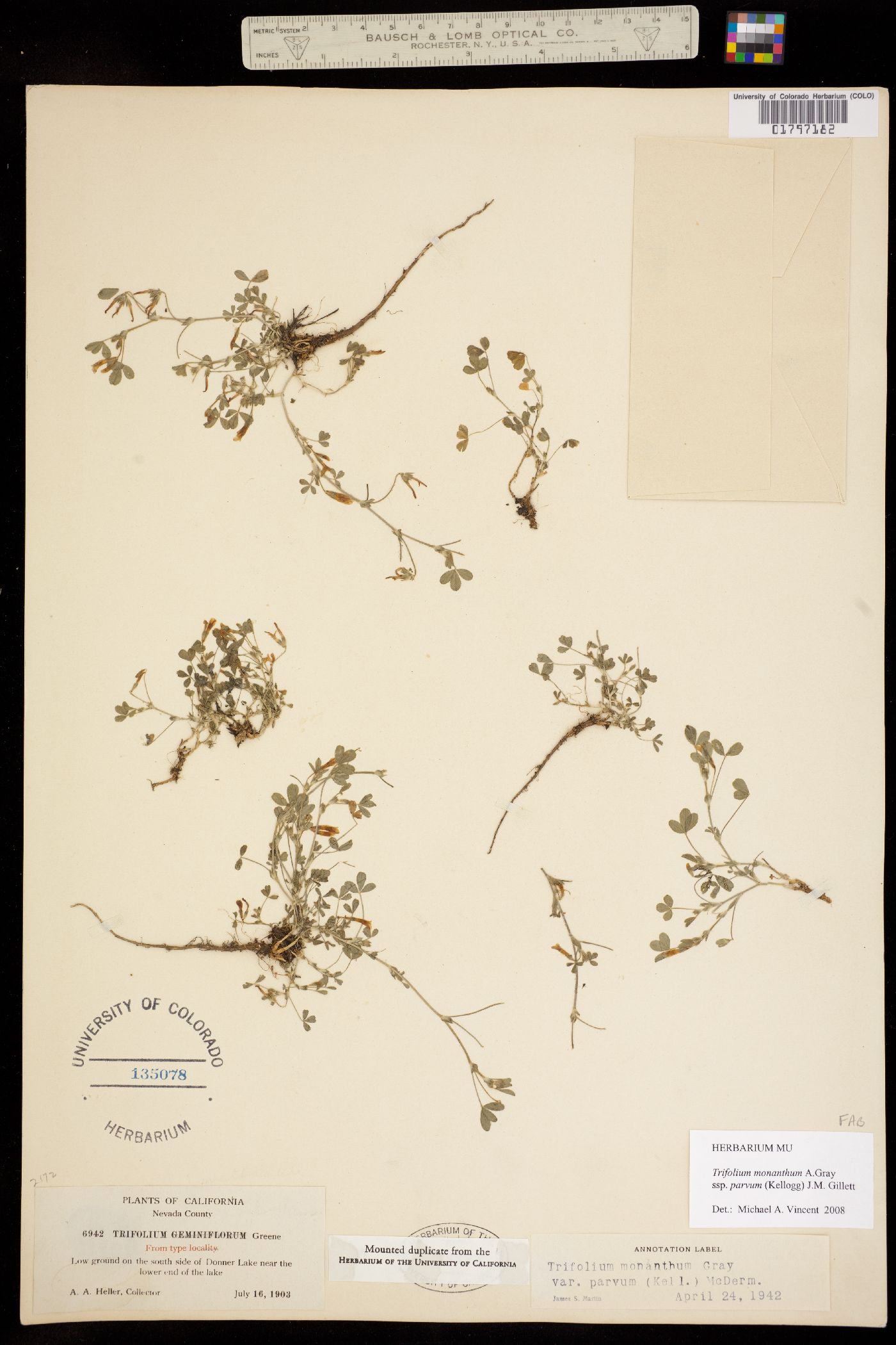 Trifolium monanthum ssp. parvum image