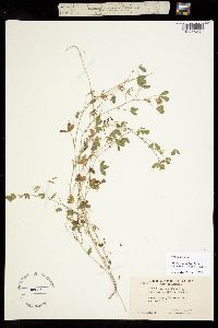 Trifolium monanthum ssp. parvum image