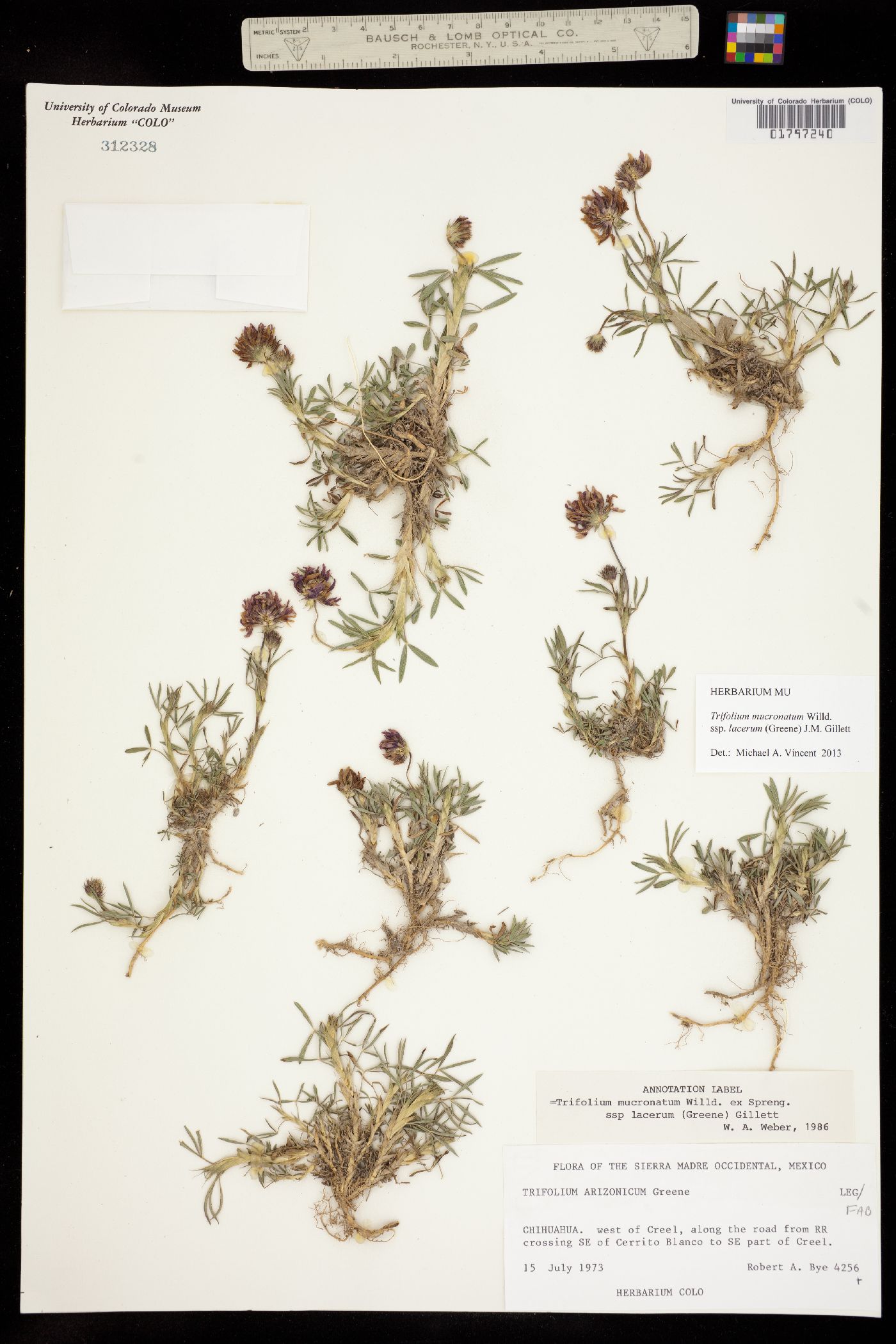Trifolium mucronatum ssp. lacerum image