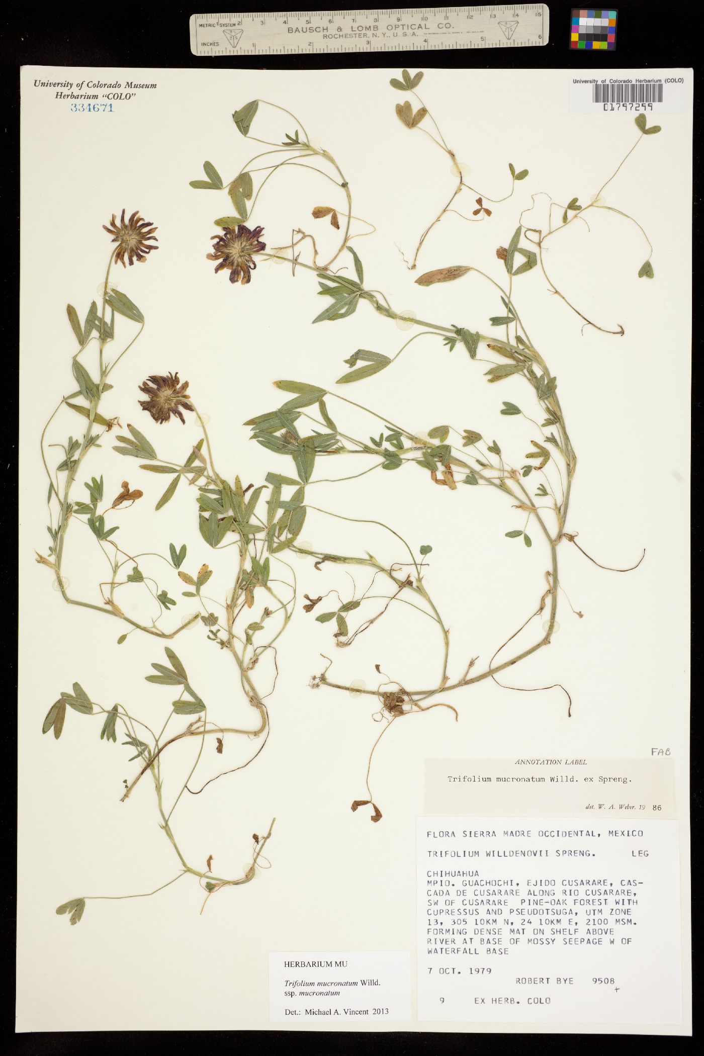 Trifolium mucronatum subsp. mucronatum image