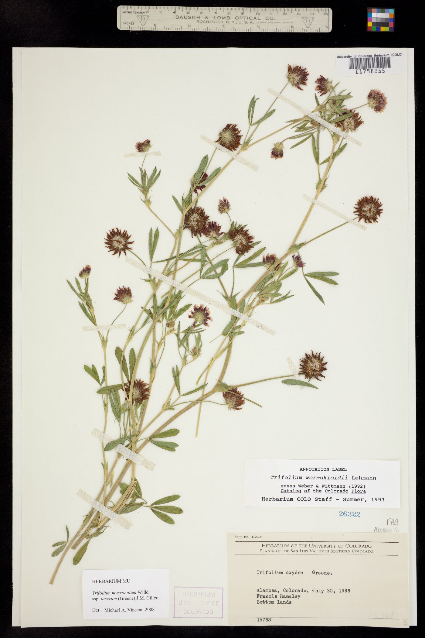 Trifolium mucronatum ssp. lacerum image