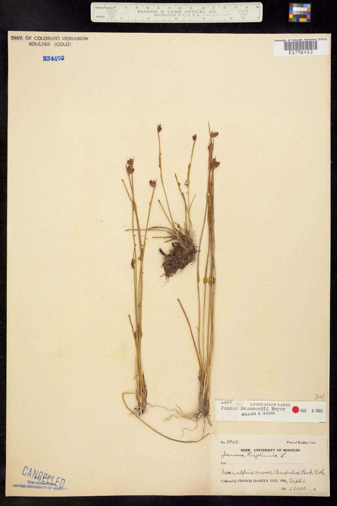 Juncus drummondii image