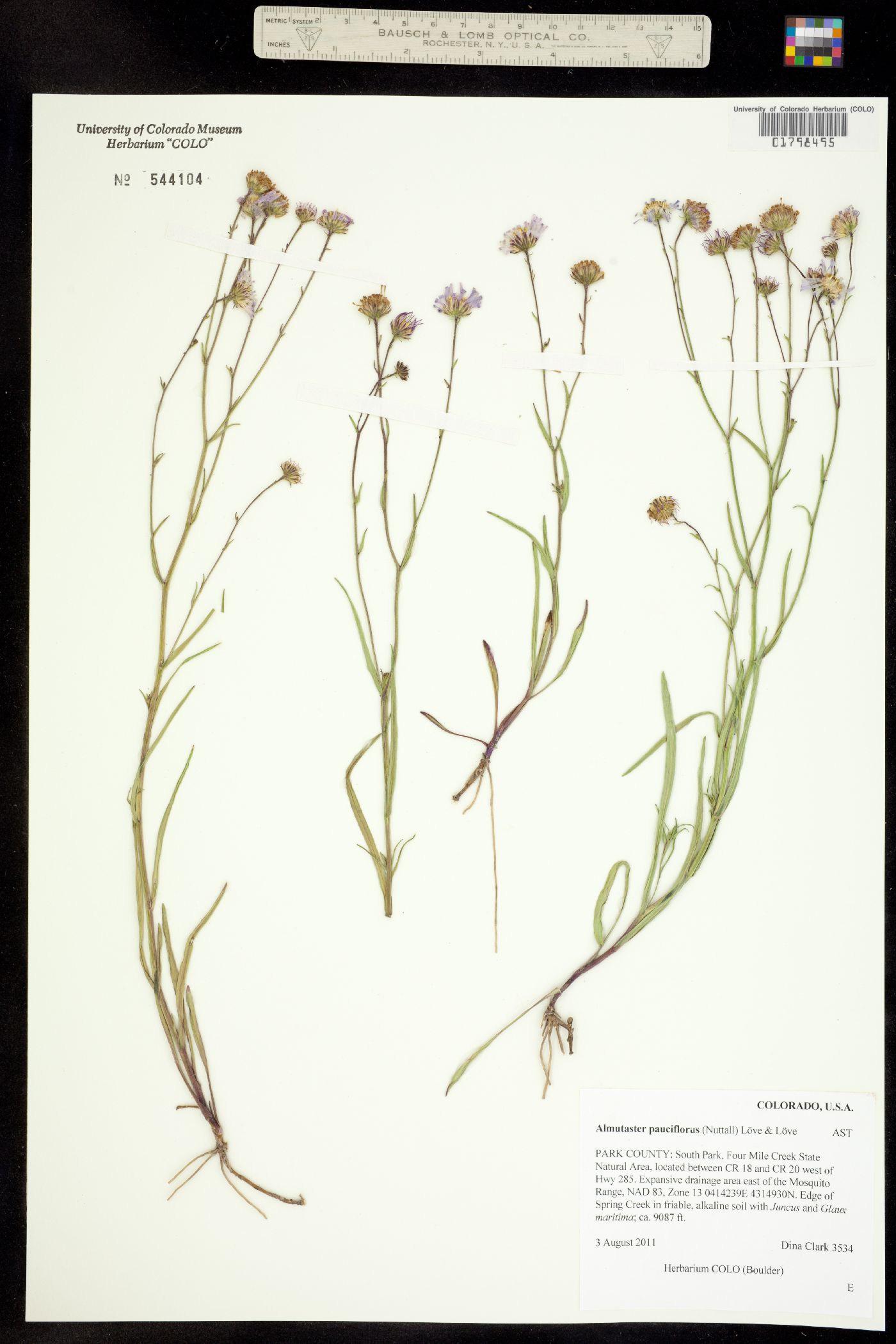 Almutaster pauciflorus image