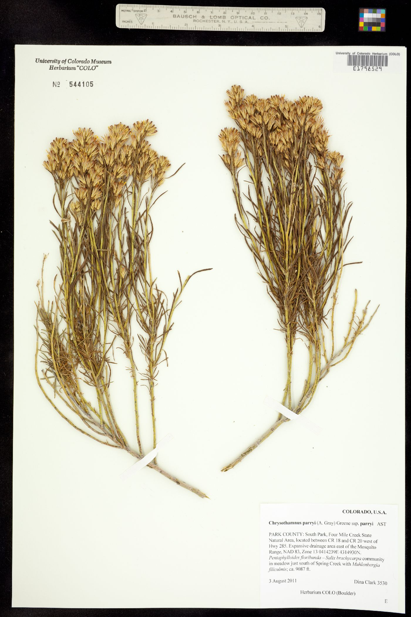 Chrysothamnus parryi image