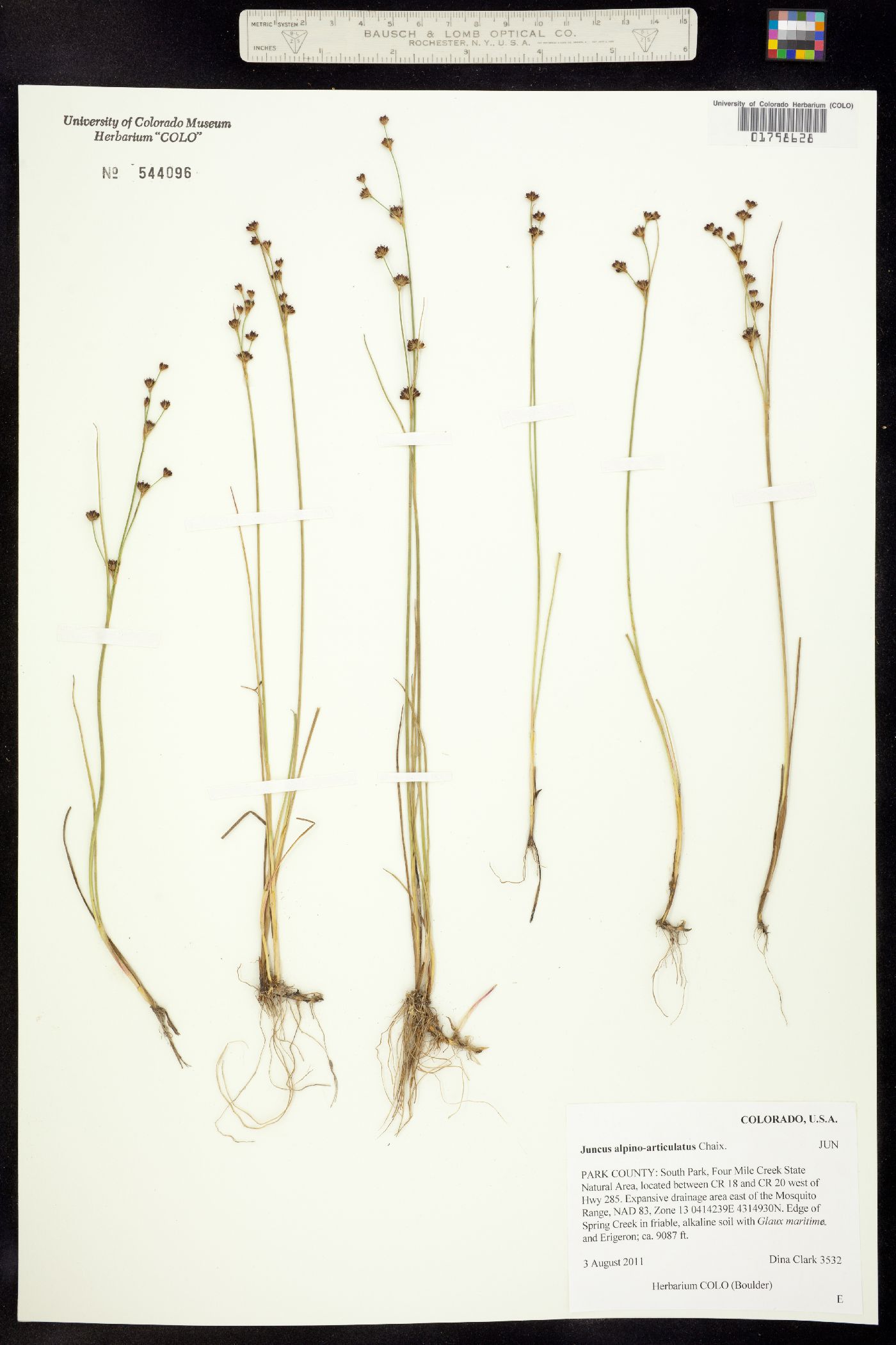 Juncus alpino-articulatus image