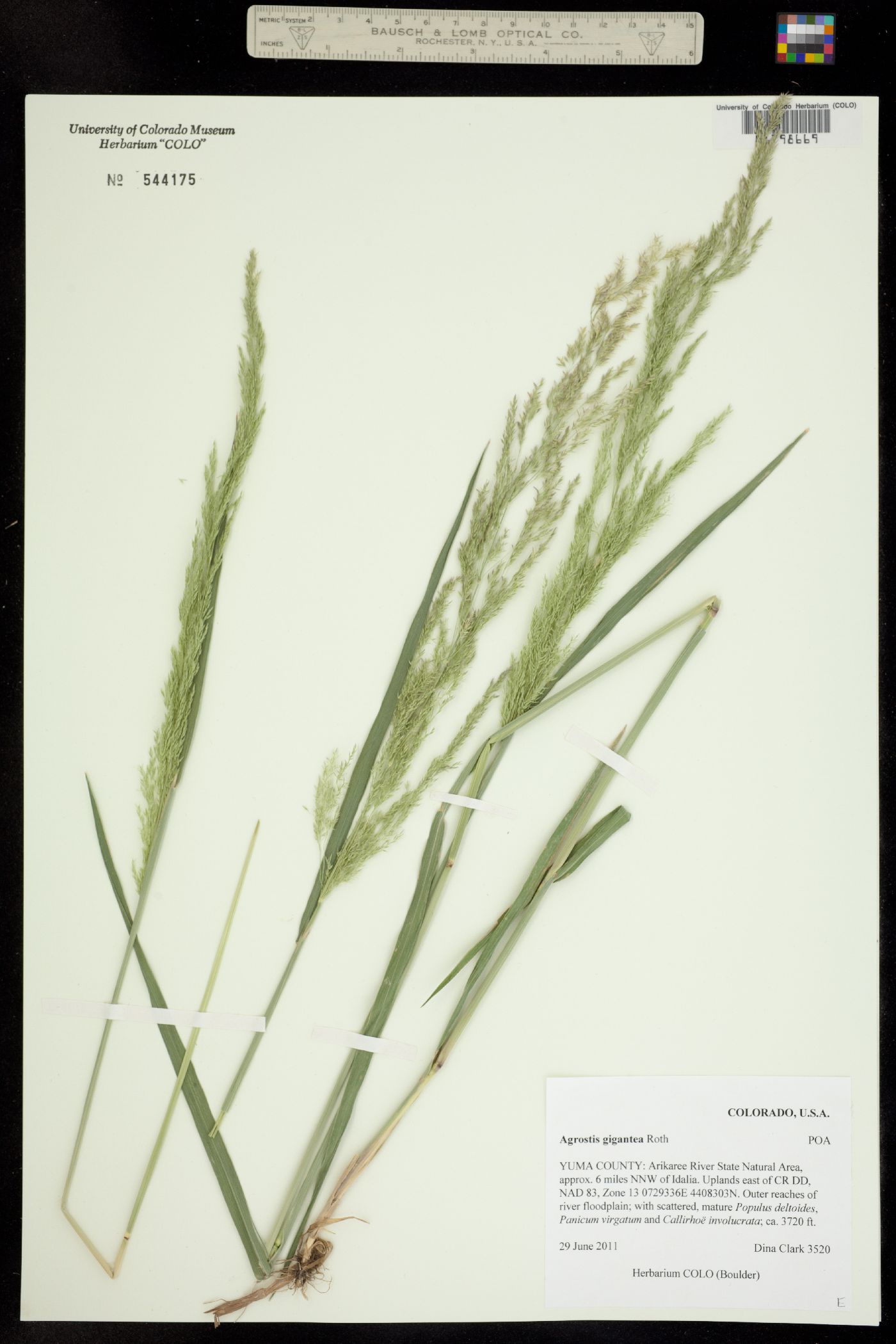 Agrostis gigantea image