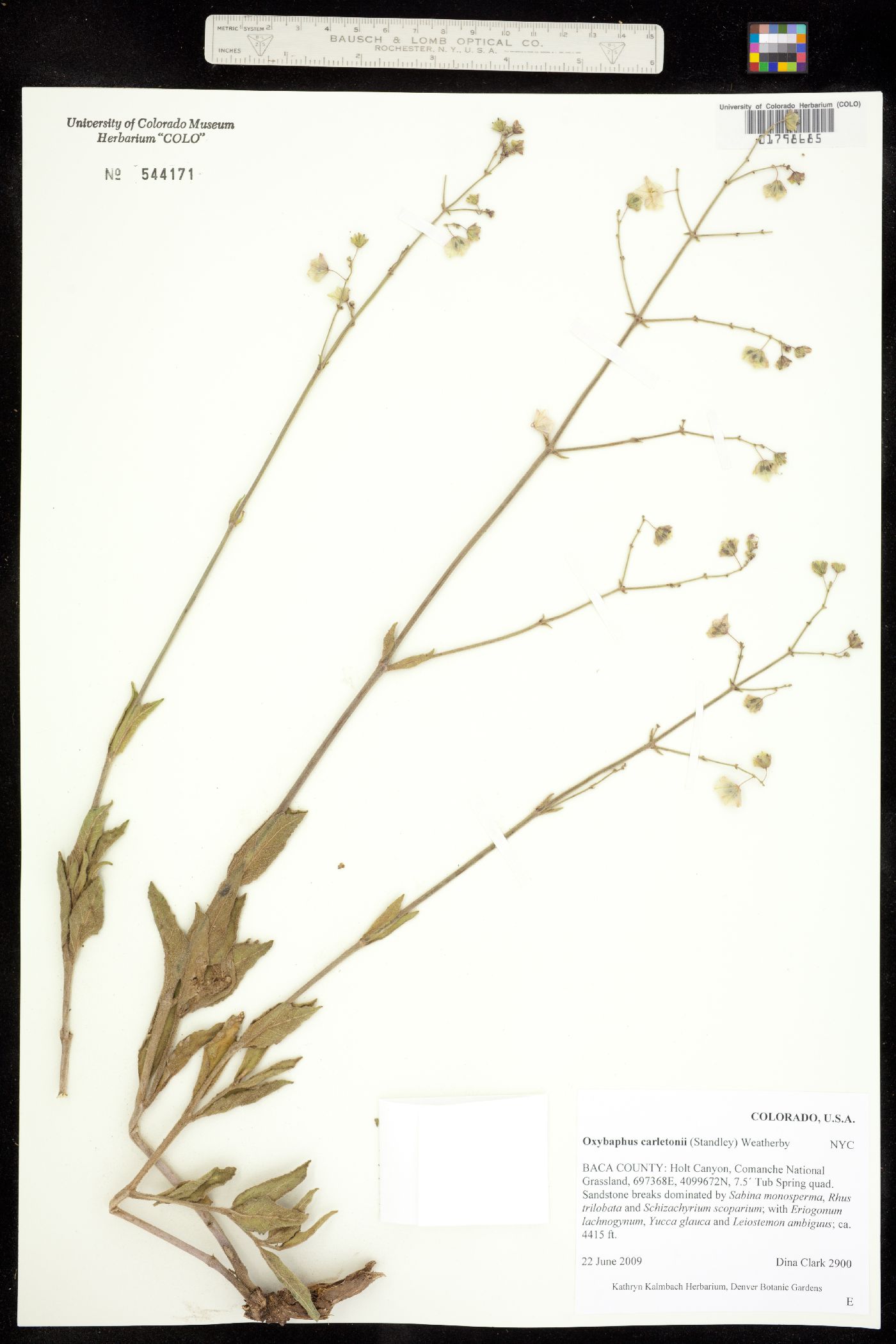 Oxybaphus image