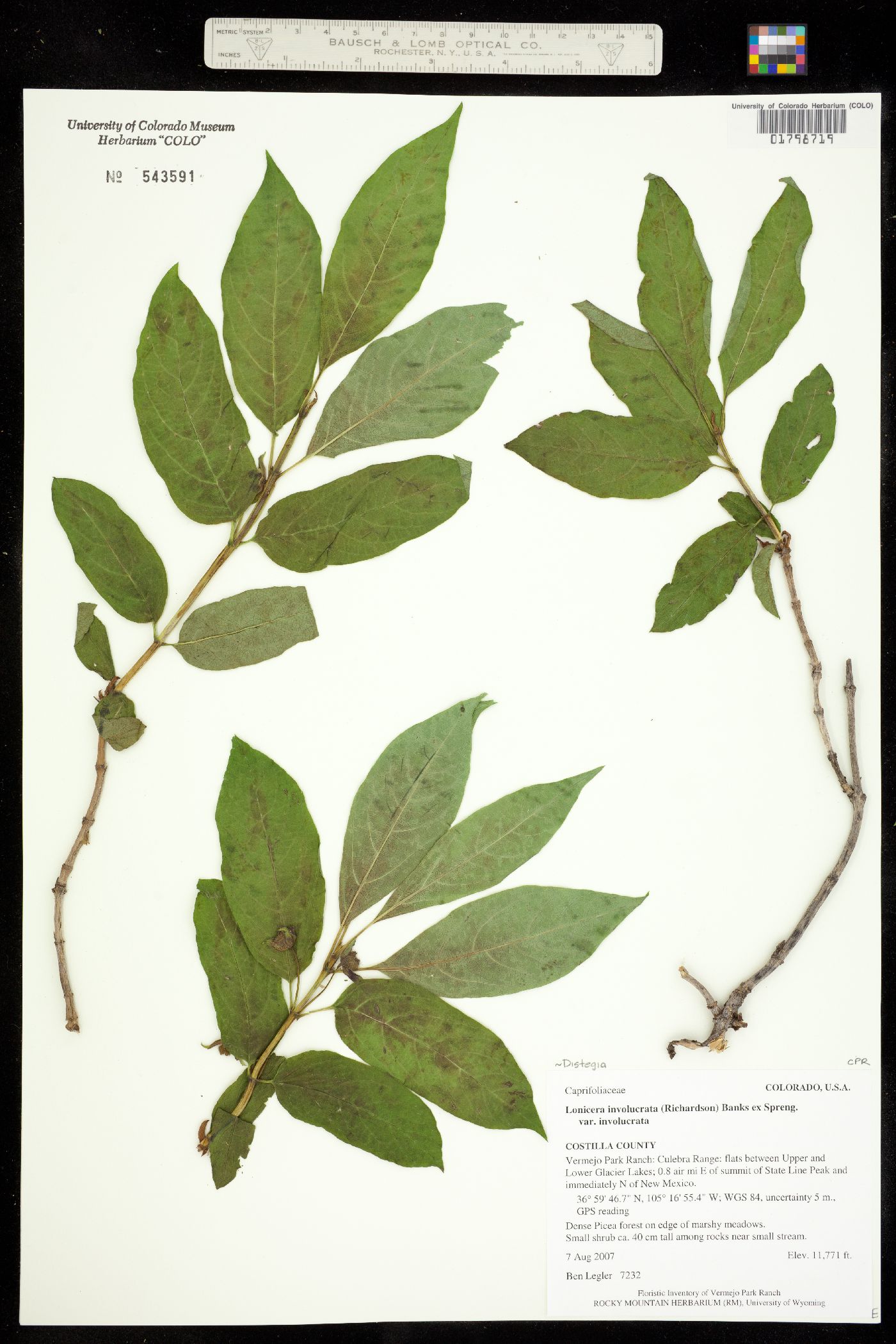 Lonicera image