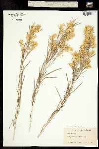 Chrysothamnus parryi ssp. parryi image