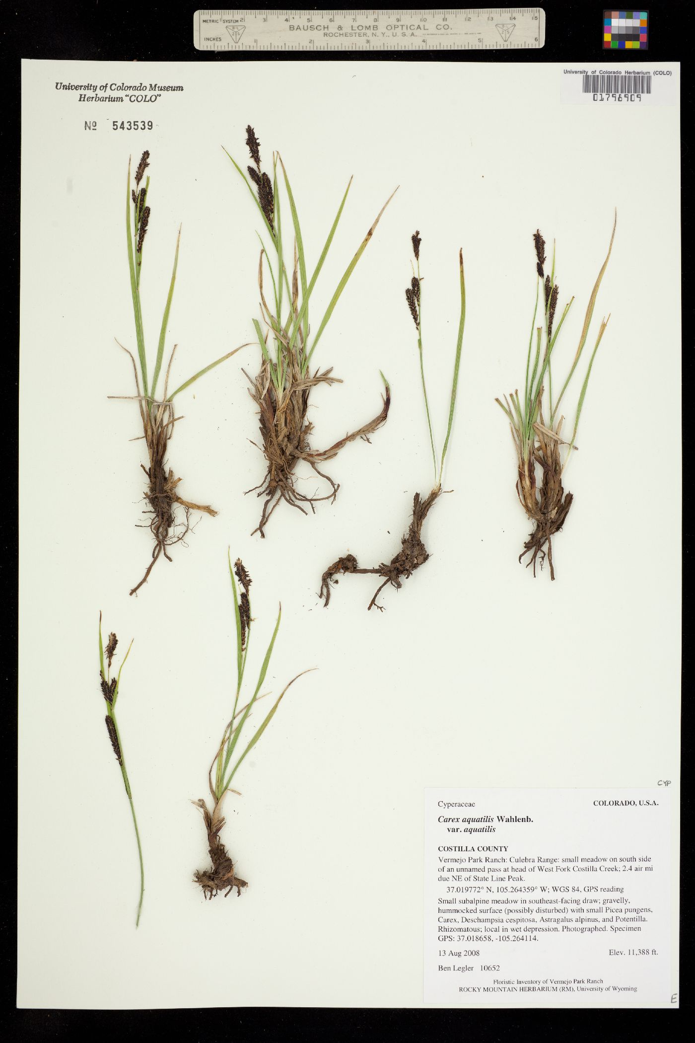Carex aquatilis ssp. aquatilis image