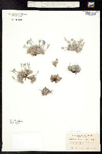 Eritrichum aretioides image