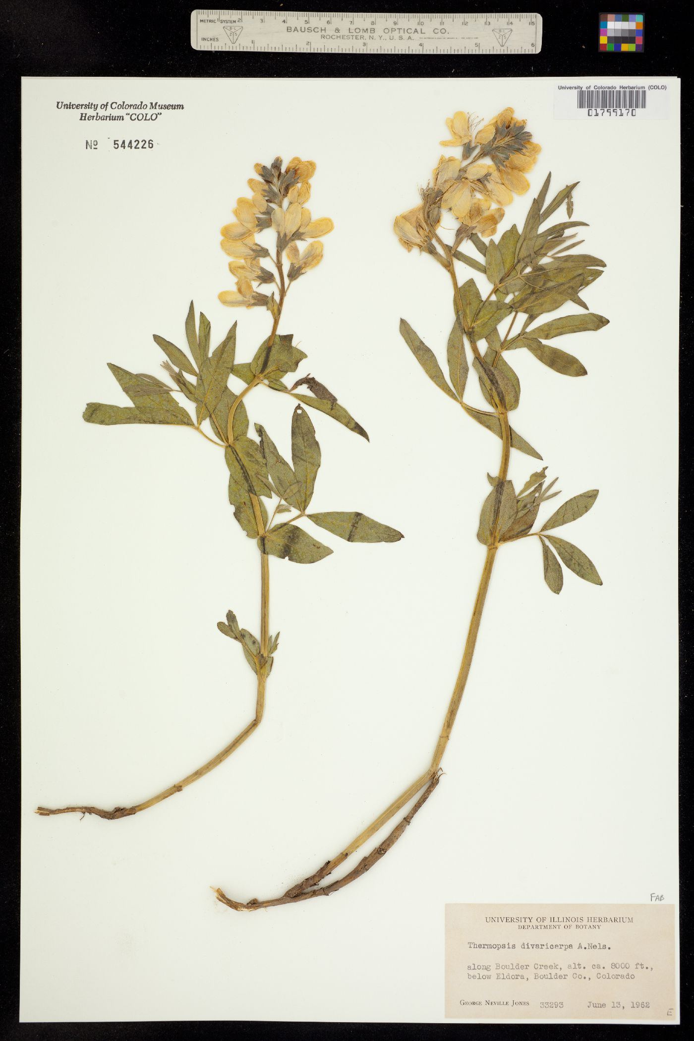 Thermopsis divaricarpa image