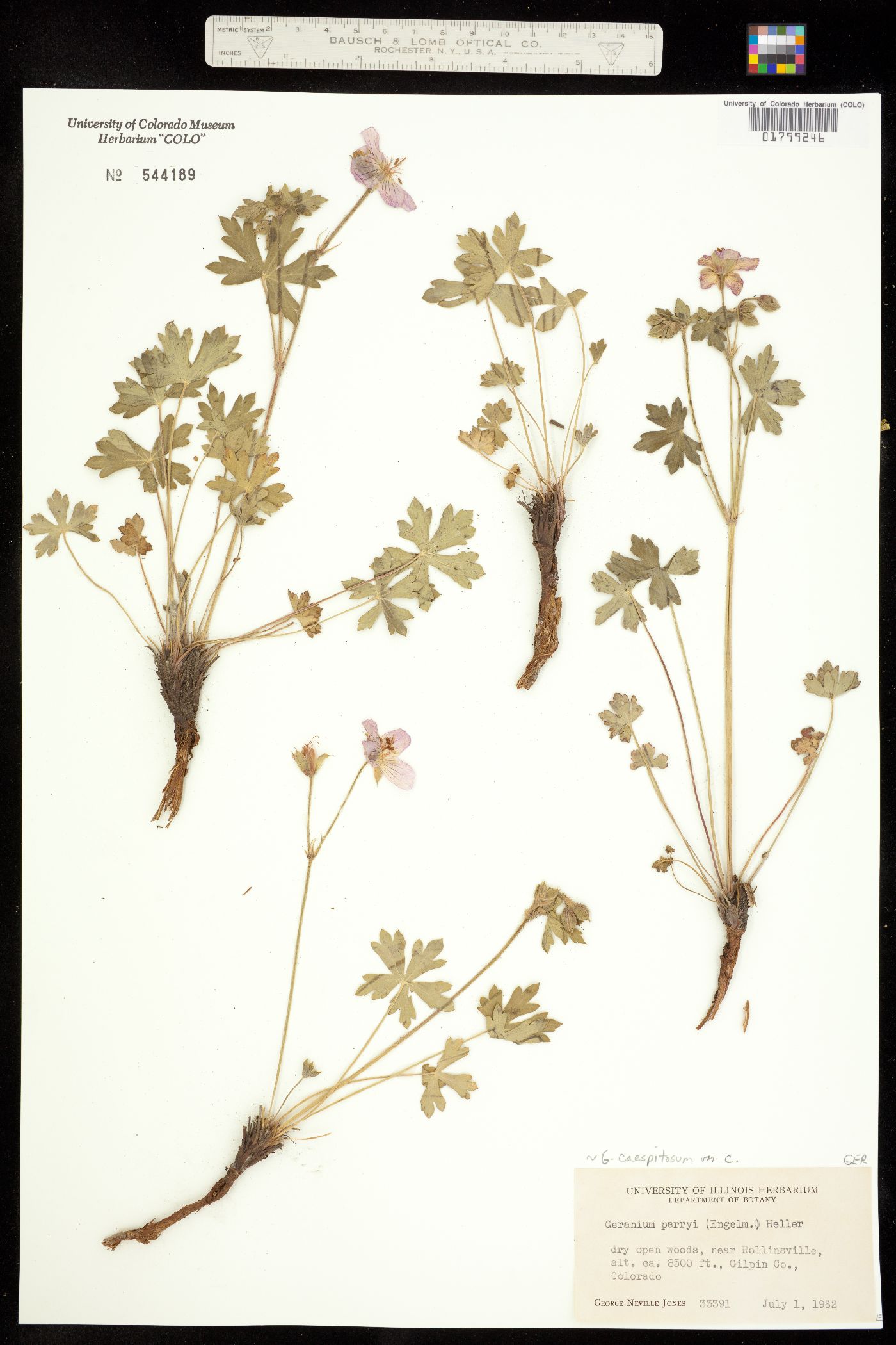 Geranium image