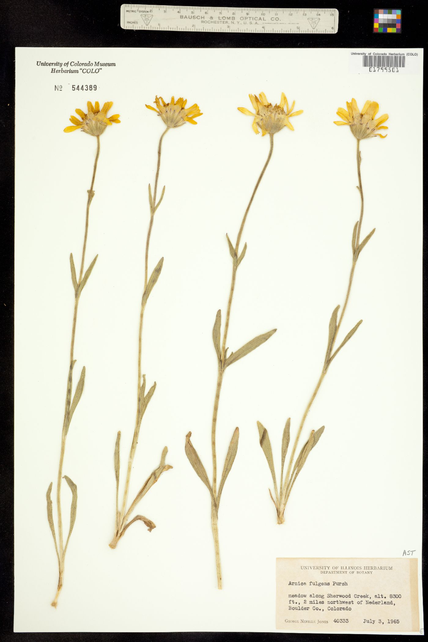 Arnica fulgens image