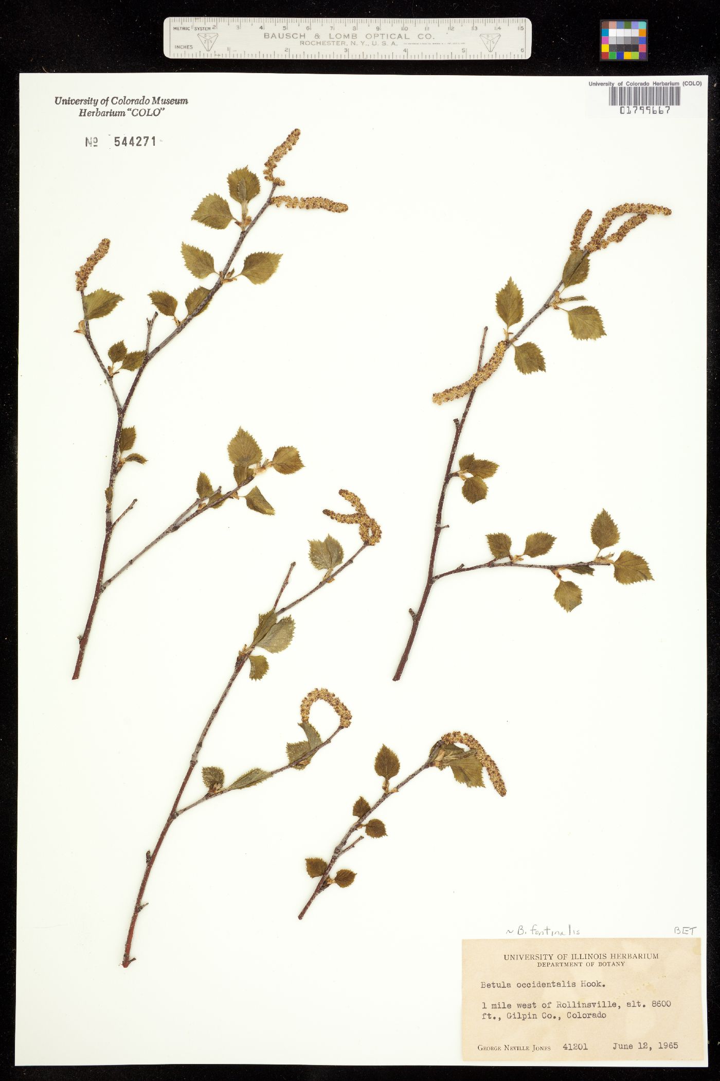 Betula occidentalis image
