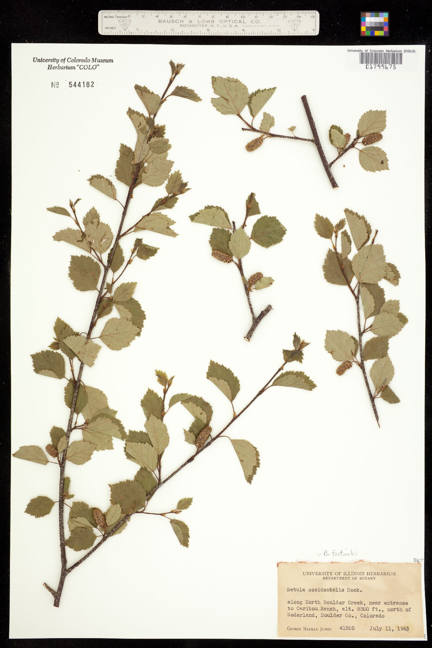 Betula occidentalis image