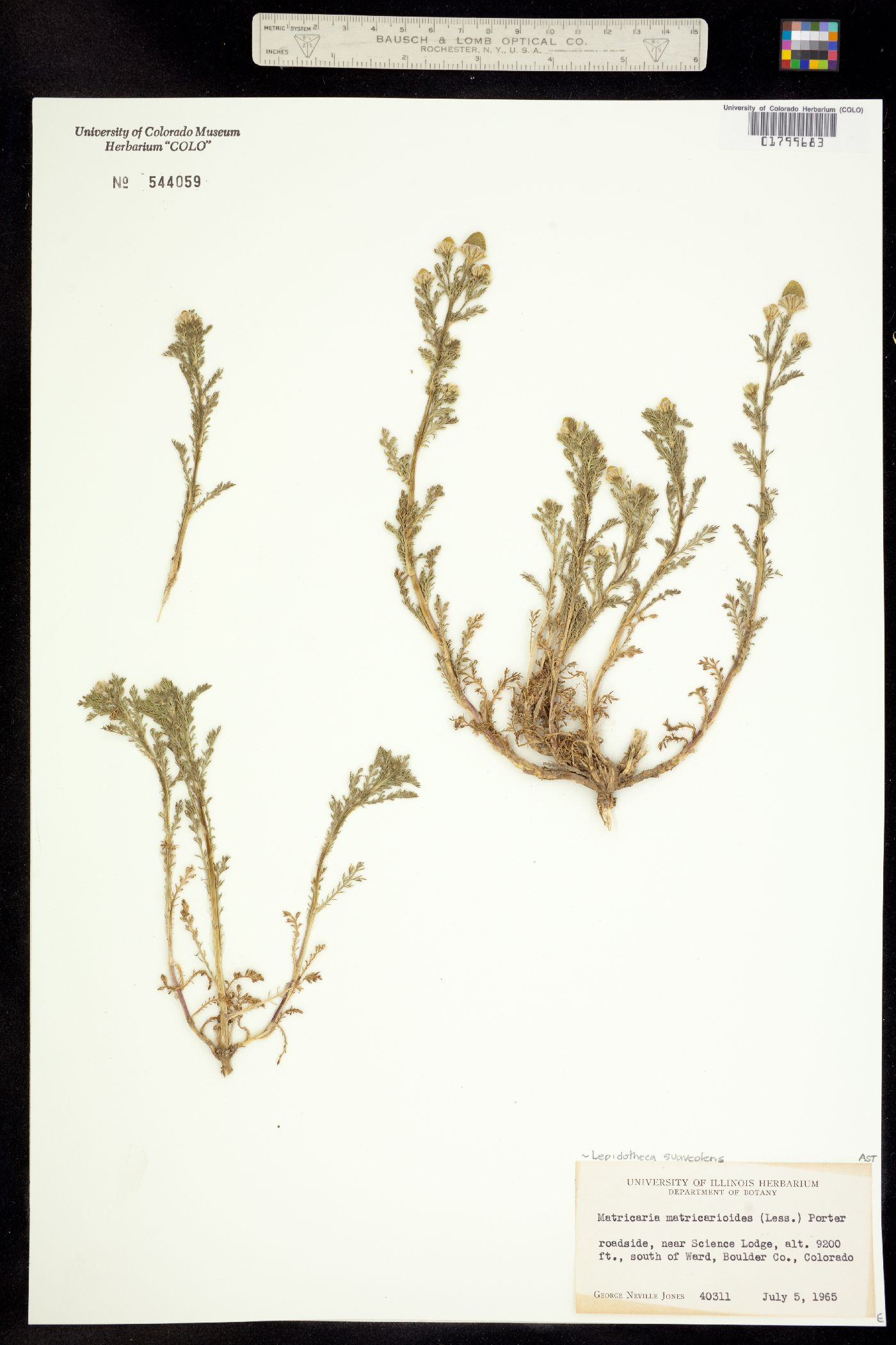 Matricaria discoidea image
