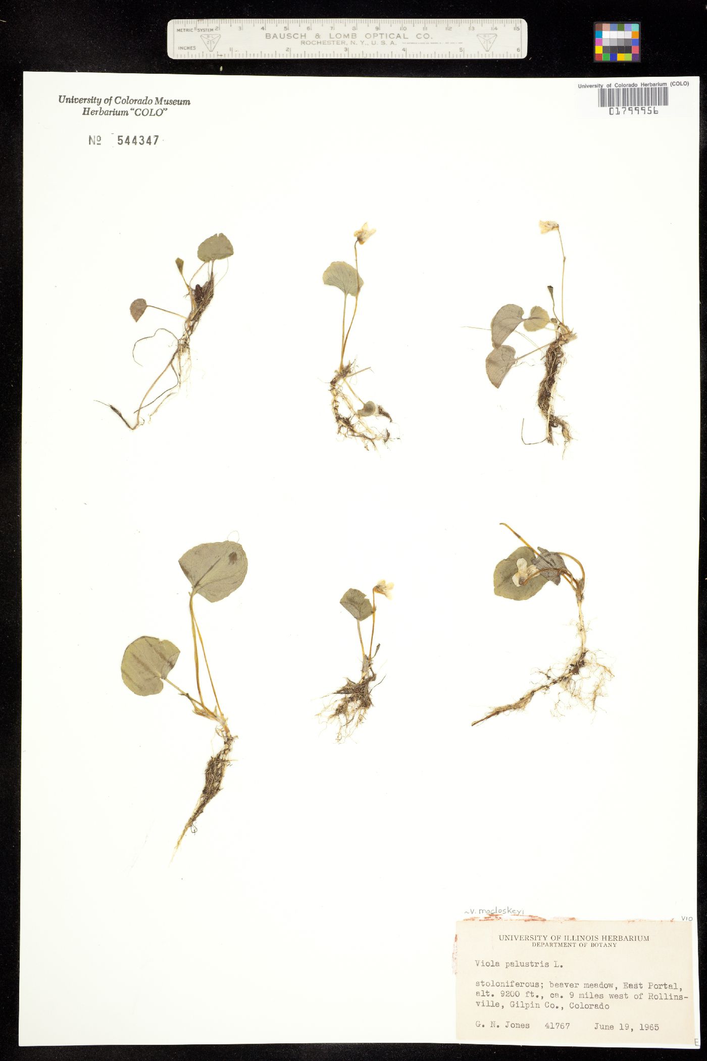 Viola macloskeyi image